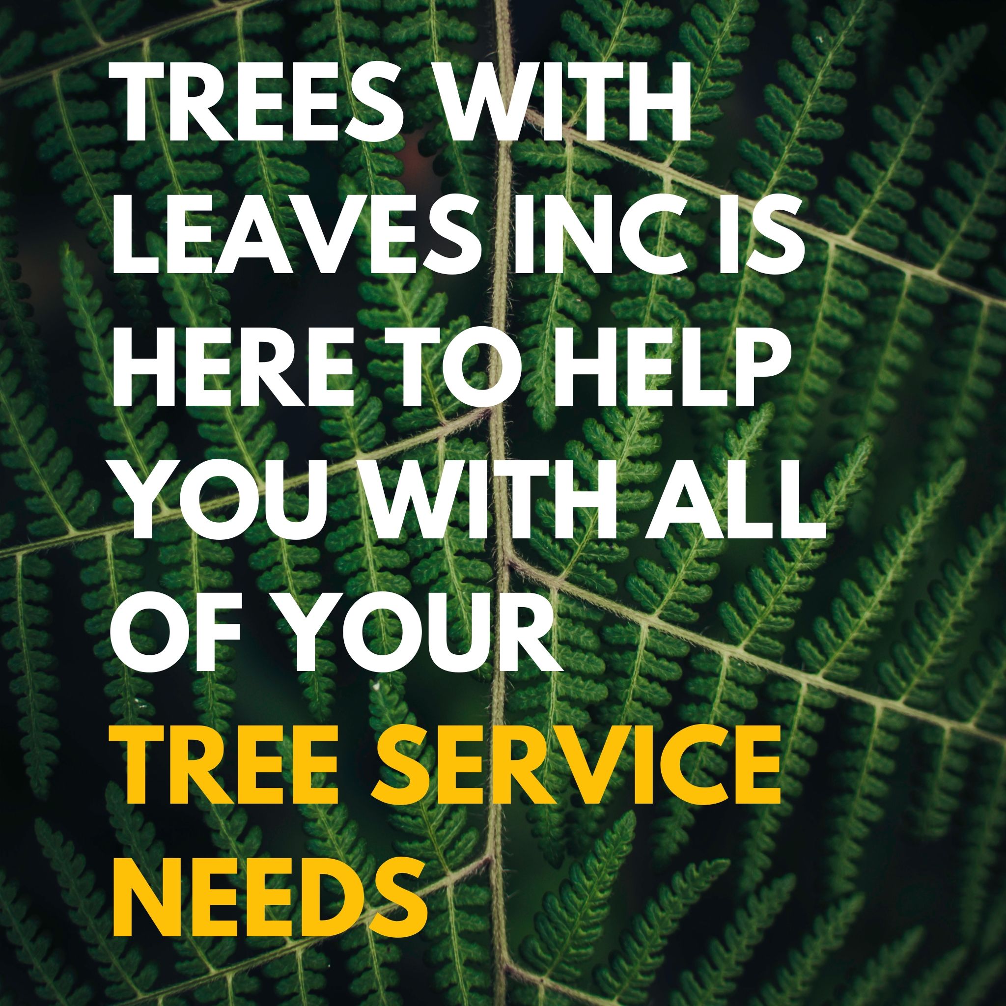 Tree Service, Palm Trimming, Tree Trimming, Stump Grinding, Fertilization