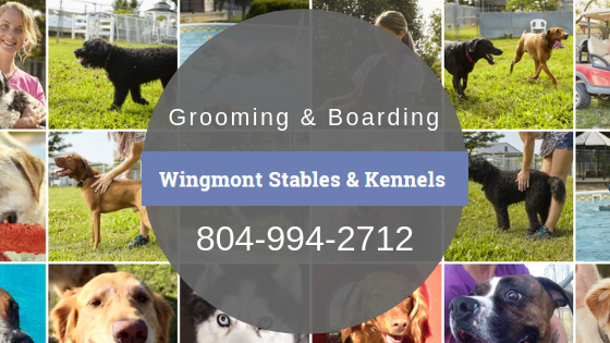 pet boarding resort, kennels, bath, grooming, frontline, clips, play excursions, pool time, horse boarding, multi-pet discount, long term stay 