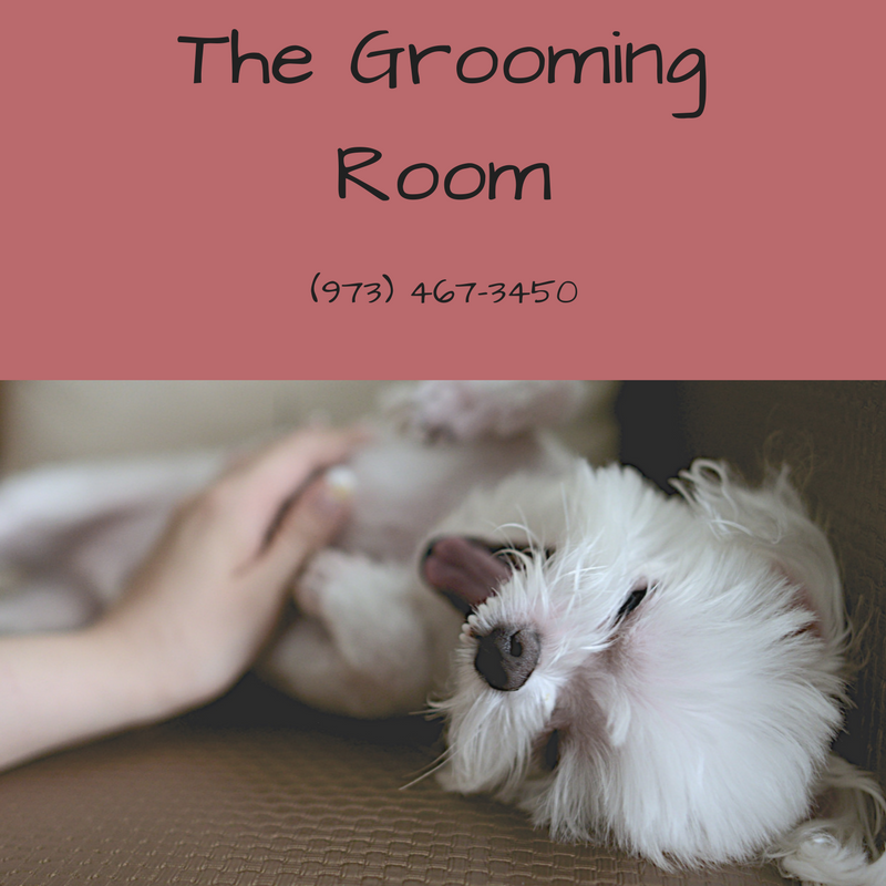 Pet Daycare,Pet Sitting, Pet Groomers, Pet Shampoo, Pet Bath, Pet Hair Cut, Pet Daycare