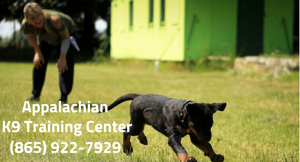 Pet Trainer, Pet Boarding, Pet Daycare, Knoxville Pet Trainer, Dog Training Classes, Dog Trainer