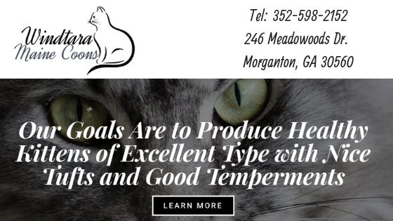 Windtara Maine Coons breeder, Morganton, GA, cats, kittens, 