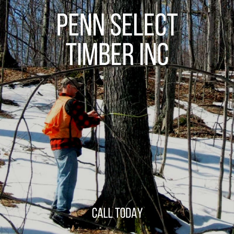Timber, Logging Company, Timber Buyer, Sell Timber, Saw Mills, Consulting forester