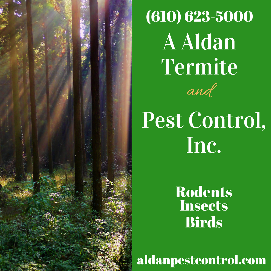 Pest Control, Insects services, pest removal, Bees wasps hornets removal, Mice ,rats, bats removal, Pest services,exterminator