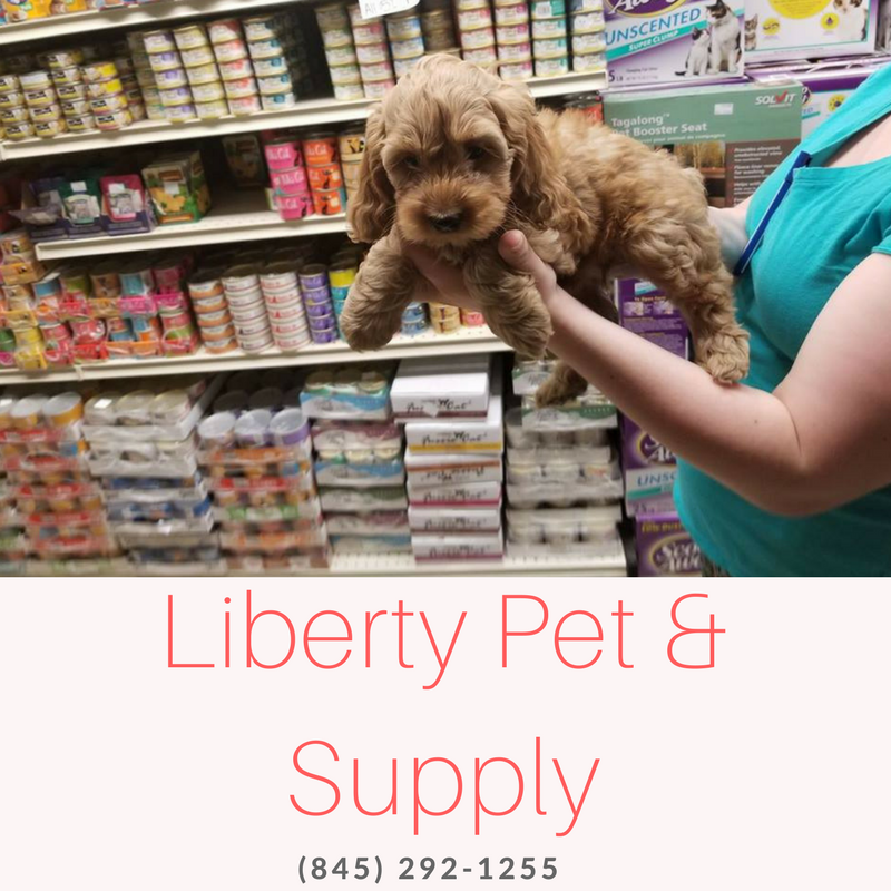 dog supplies, birds for sale, reptiles for sale, pet food, pet store near me, Liberty City NY