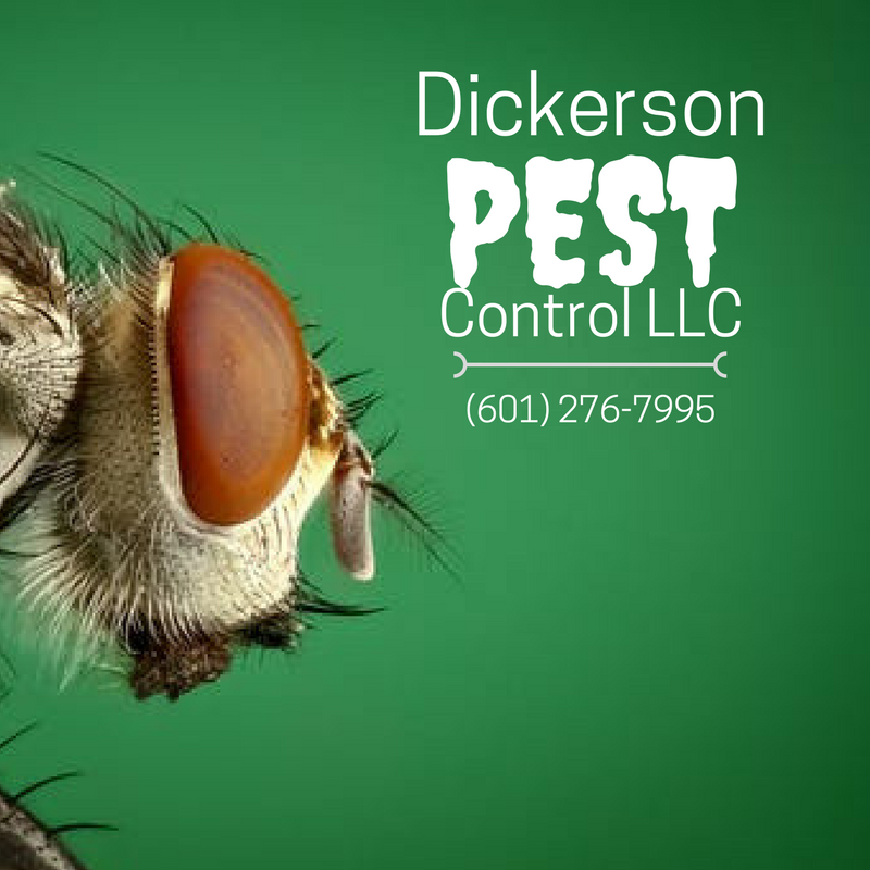 Pest Control, Exterminator, Termites, Bed Bugs & Ants, Roaches, McComb