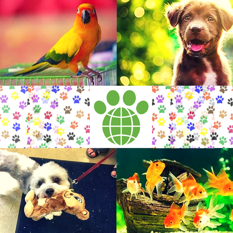 Pet Supplies, Pets, Pet Wash, Doggy Daycare, Wild Bird, Bird Food, Fish, Aquarium