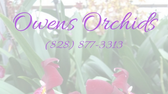 Orchids, Phalaenopsis, Vanda