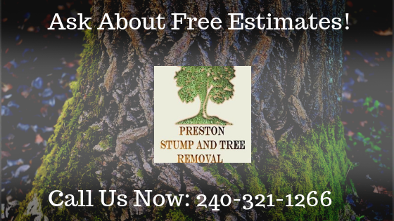Arborist, tree removal, tree service, tree cutting, tree trimming