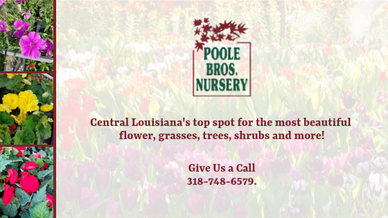 Retail Garden Center, Azaleas, Holly, Ground Covers, Ornamental Grasses, Louisiana nursery, flowers, shrubs, grasses, trees