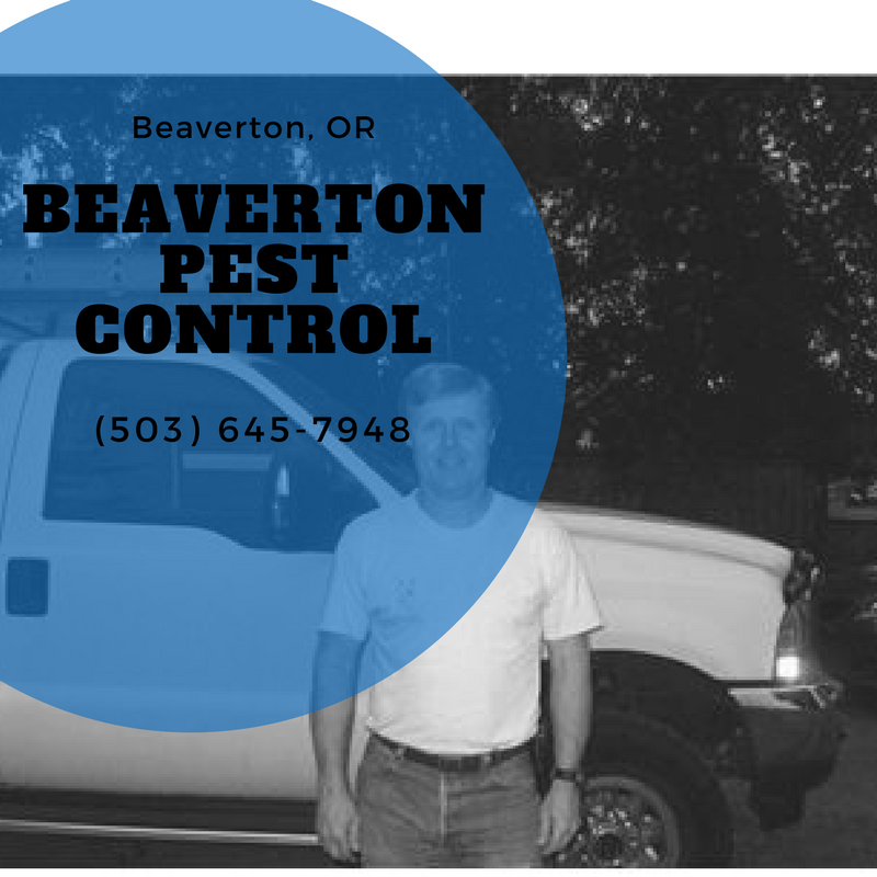  pest control, rodent control, ant control, termite control, bee/wasp control, spider control, wdo repair,