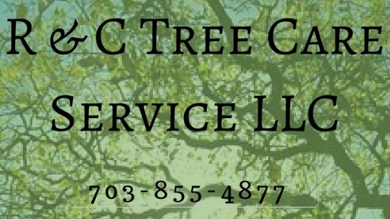 tree care, lawn services, cut down tree, remove tree, tree stump removal