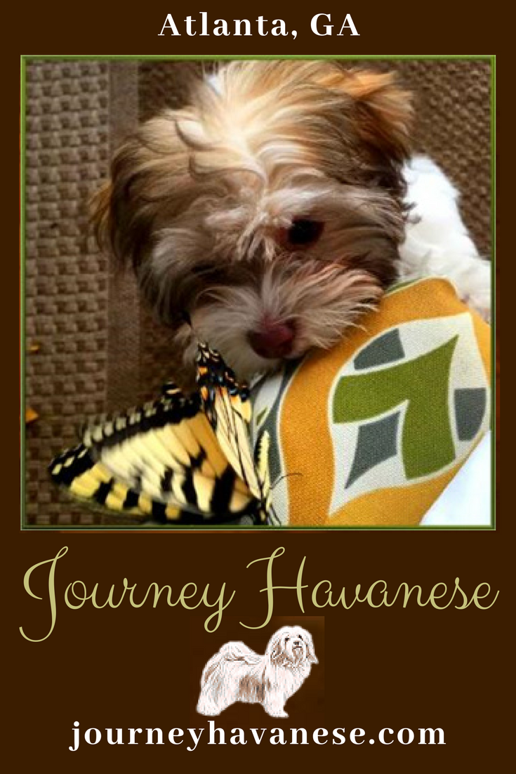 Havanese Puppies, Havanese Breeder, Havanese Adults, Havanese, Puppies, Dogs, Havanese Older Dogs, Havanese Adoption, AKC Havanese 