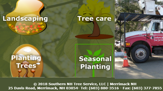 Tree service, tree pruning, stump removal, stump grinding, commercial tree service, residential tree service