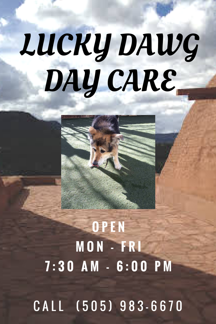 Doggy Day Care, Obedience Classes, Nose Work Classes, Partner of Food4Pets, Dog Training