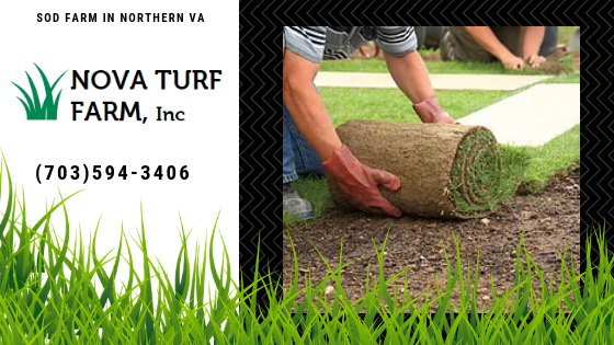 Turf, Sod, Residential, And Commercial, Lawn Installation, New Grass, Grass Farm, Turf Type, Tall Fescu