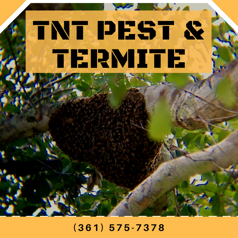  pest control, termite control, exterminator, rodent control, bed bug control, ant control, bat control, commercail exterminator, residential exterminator