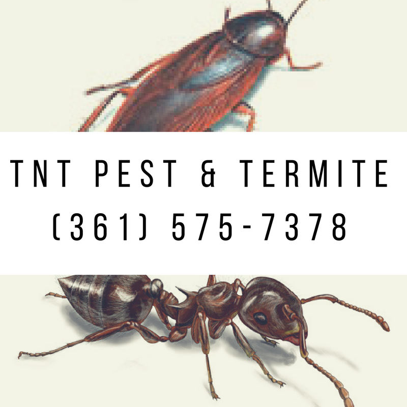  pest control, termite control, exterminator, rodent control, bed bug control, ant control, bat control, commercail exterminator, residential exterminator