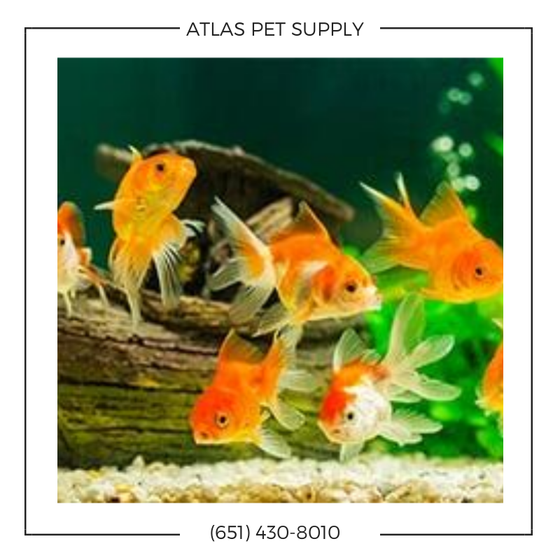  pet supplies, pets, pet wash, doggy daycare, wild bird, bird food, fish, aquarium