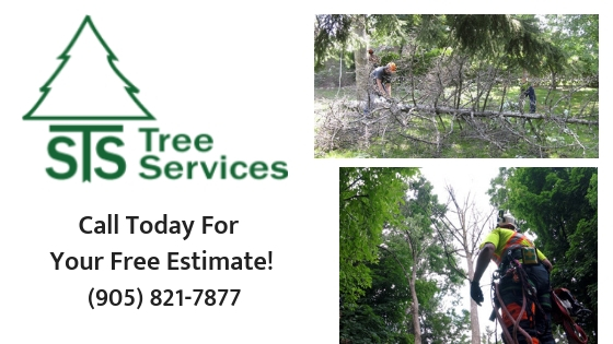 Tree Removal, Stump Grinding, Stump Removal, tree trimming, hedge trimming, tree service, residental tree service, bush trimming, arborist, tree care