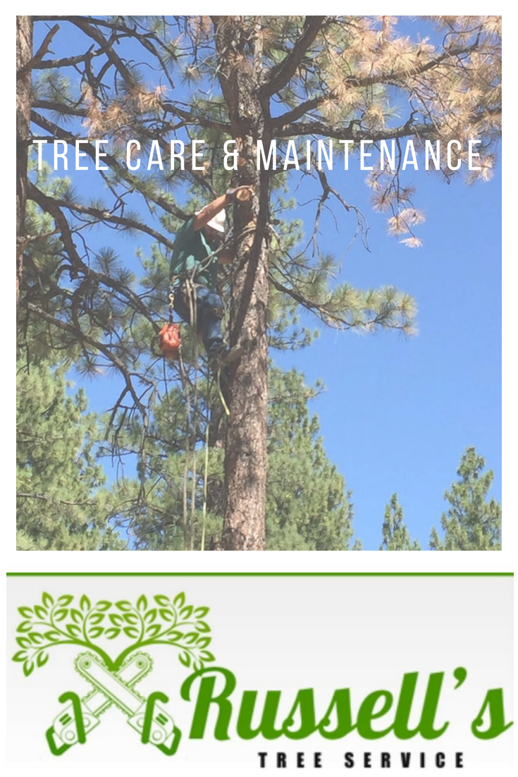 Tree Removal, Tree Service, Stump Grinding, Tree Trimming, Tree Care, Tree Pruning, Arbor, Landscaping, Root Removal, Pruning, Firewood, Yard Care Service, Branch Removal, Debris Removal, Yard Clean Up, Lawn 