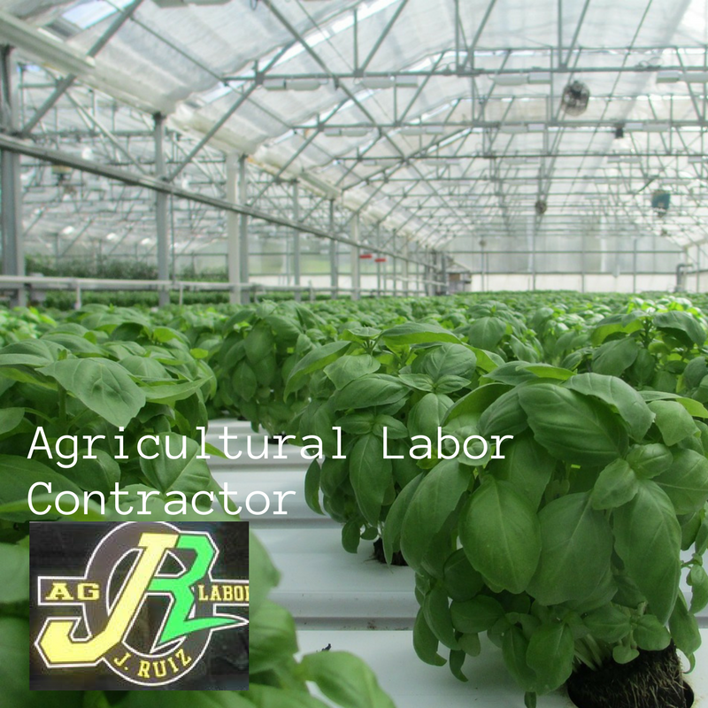 temp agency, staffing agency, employment agency, farm labor contractor, labor contractor, agricultural labor contractor, payroll services, Jerry Ruiz