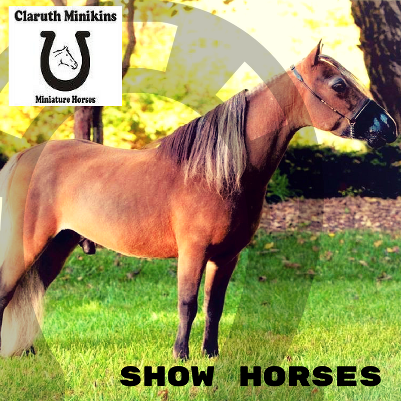 miniature horses, horse breeding, show horses, studs available for breeding