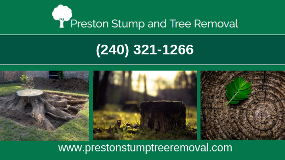 Arborist, tree removal, tree service, tree cutting, tree trimming