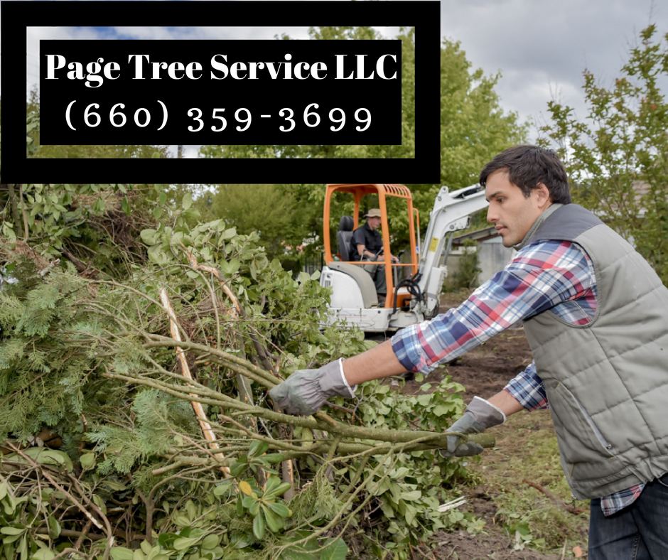 Tree Services, Stump Removal, Tree Trimming, Brush Trimming, Tree Removal