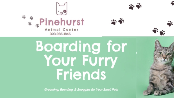 Pet Boarding Lakewood, Pet Grooming Lakewood, Pet Daycare Lakewood, Groomers Lakewood, Dog Grooming Lakewood, Cat Grooming Lakewood, Animal Grooming Lakewood