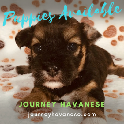 Havanese Puppies, Havanese Breeder, Havanese Adults, Havanese, Puppies, Dogs, Havanese Older Dogs, Havanese Adoption, AKC Havanese 