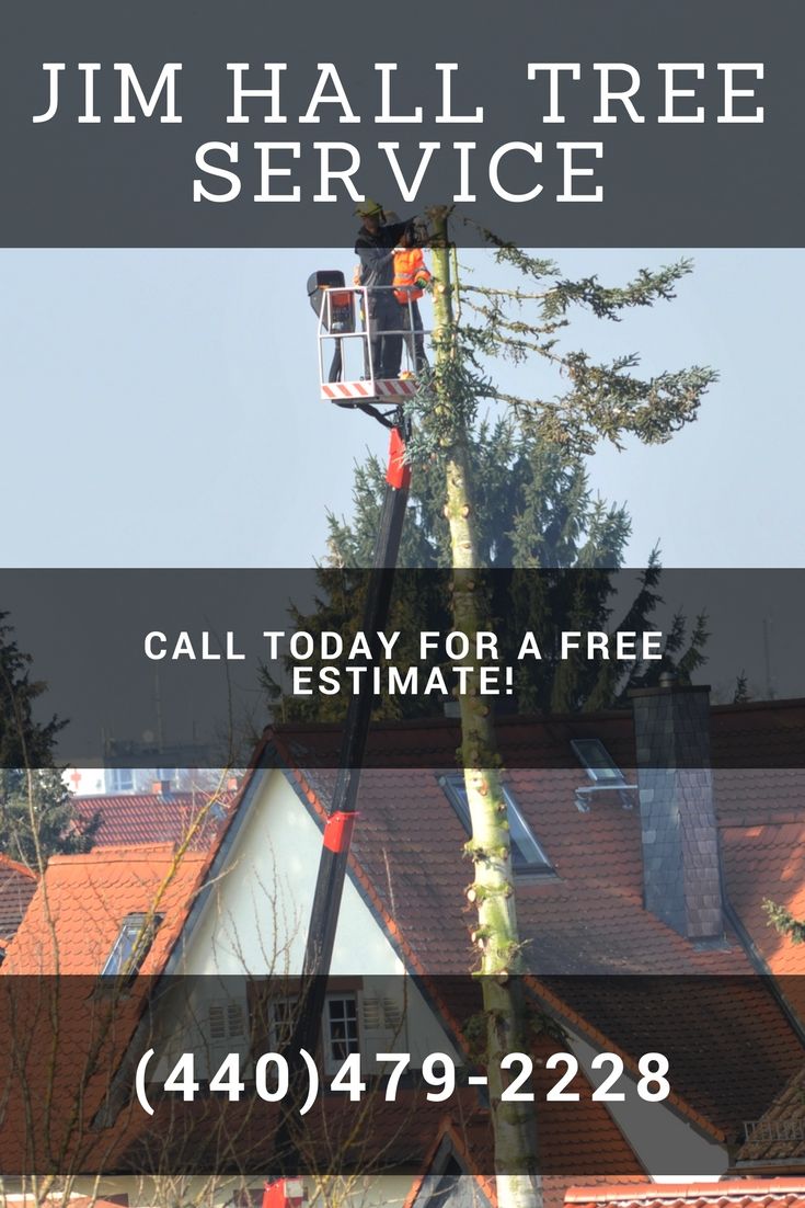  tree removal, tree trimming, stump grinding, crane service, 24-hour storm damage service