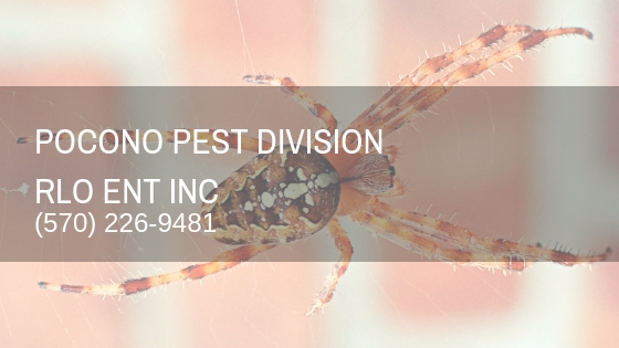 Pest Control Service, Exterminator, Rodent Removal