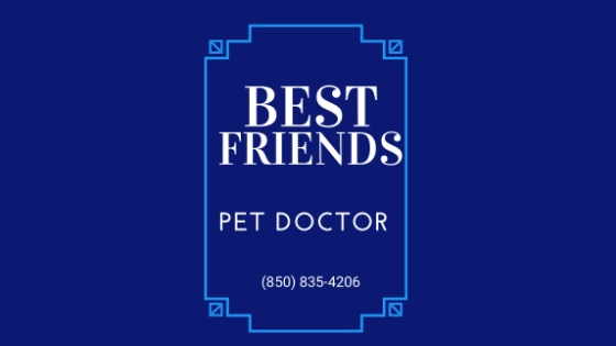 Veterinarian Medicine, Veterinary Surgery, Pet Grooming, Flea and Heart Worm