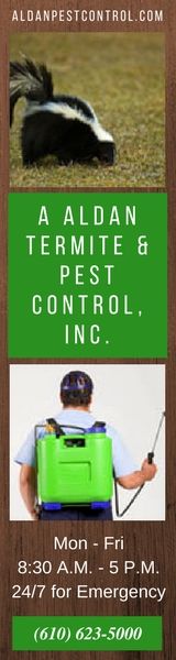 Pest Control, Insects services, pest removal, Bees wasps hornets removal, Mice ,rats, bats removal, Pest services,exterminator