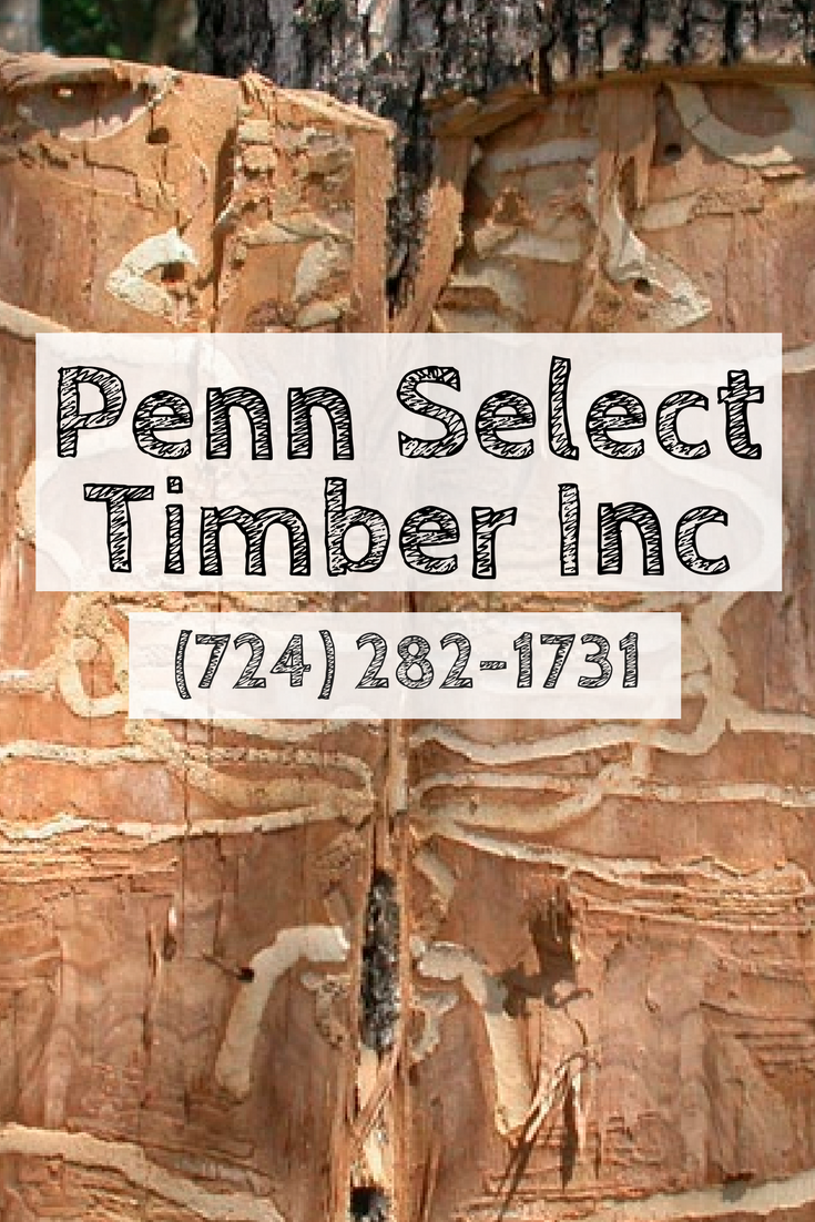 Timber, Logging Company, Timber Buyer, Sell Timber, Saw Mills, Consulting forester