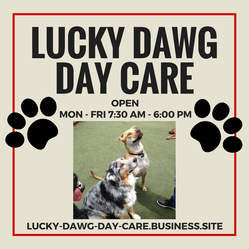 Doggy Day Care, Obedience Classes, Nose Work Classes, Partner of Food4Pets, Dog Training