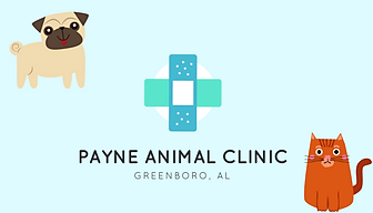 animal clinic, veterinarian, animal hospital, animal boarding, emergency veterinarian, large animal vet, small animal vet
