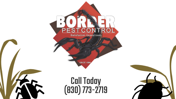 pest control, termite control, small rodents, residential pest control, commercial pest control, bee control, roach control, ants, pest control service