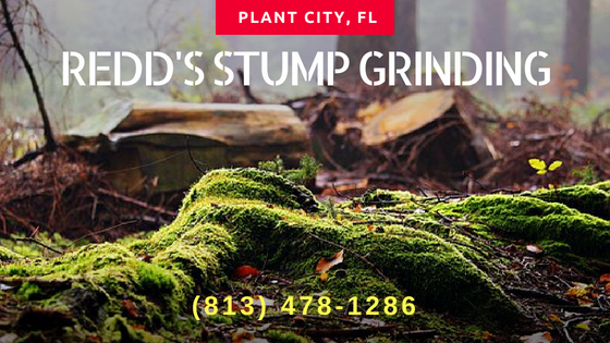 stump grinding, tree services. 