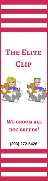 dog grooming, all breed dogs, hand blowing dog grooming, hand scissoring dog grooming