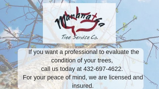 tree removal service, tree services, tree doctor, tree consultant, tree diagnosing, oakwill treatments, oakwill certified, certified aroborist,, tree planting, stump planting