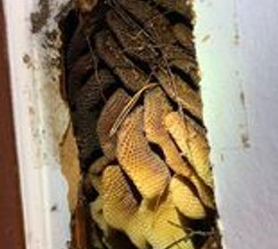 Bee Hive Treatments / Removal 
