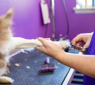 dog boarding grooming pet sitting bathing daycare self-wash pet taxi doggy day care camp clean self-service bath nail trims trimming coat revitalizing five-star hotel family-owned groomer family-operated local locally-owned medications, brush teeth play t