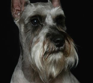 05-0127-08-SchnauzerHead