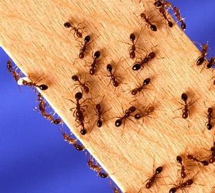 pest control services, residential, commercial, industrial, Wayne County, Pike County, certified by the Penna Dept of Agriculture, termites, ants, rodents, flies, roaches, silverfish, moths, bees, hornets
