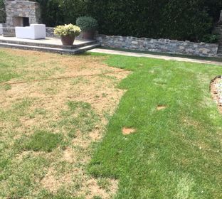 Lawn Treatments /damage 