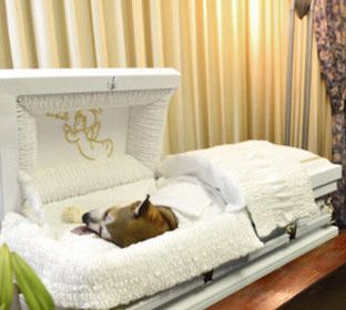 Pet Funeral Home, 