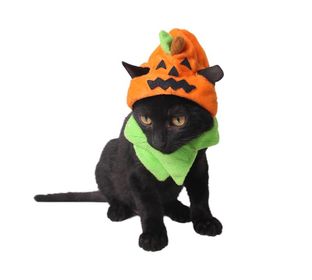 Pumpkin Head cat costume