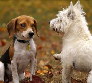Dog Training, Pet Sitting, Dog Walking, House Sitting, Dog Behavior Problems, Obedience