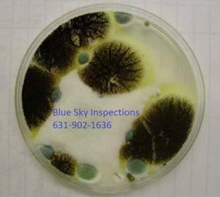 mold assessment, mold Inspection, air quality testing, contamination detection, thermal imaging, allergen testing, corona virus surface testing, surface testing for corona virus, mold inspector near me, black mold inspector, toxic mold inspector, water